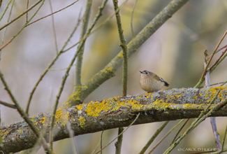 GOLDCREST (Regulus regulus)